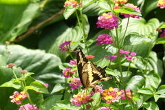 Heraclides cresphontes