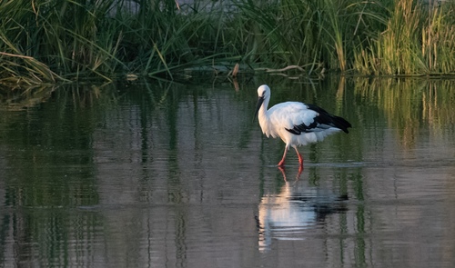 Oriental Stork