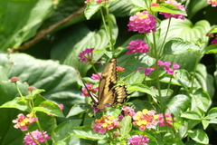 Heraclides cresphontes