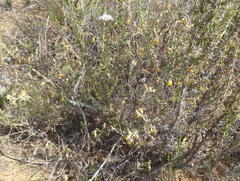 Hermannia stipulacea