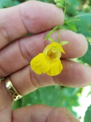 Impatiens pallida