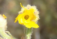 Hermannia stipulacea