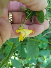Impatiens pallida