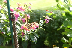 Heraclides cresphontes