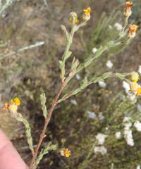 Hermannia stipulacea
