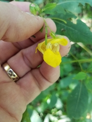 Impatiens pallida