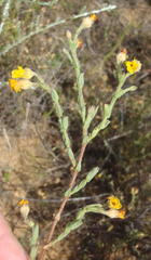 Hermannia stipulacea