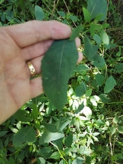 Impatiens pallida