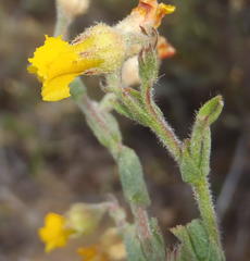 Hermannia stipulacea