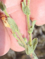 Hermannia stipulacea