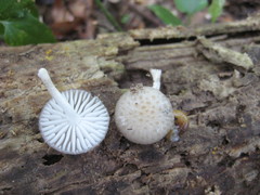 Oudemansiella australis