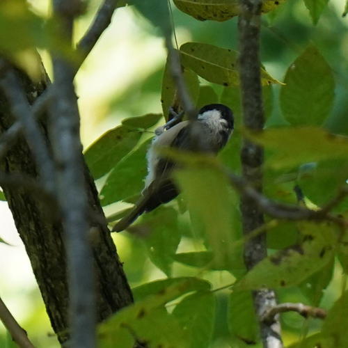 Carolina Chickadee photographed in Illinois