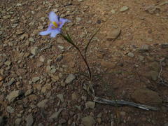 Moraea polyanthos