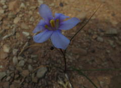 Moraea polyanthos