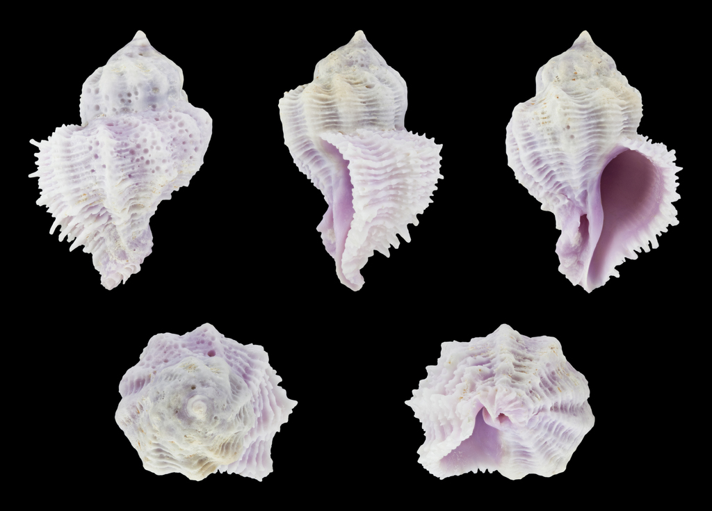 Coral Snails