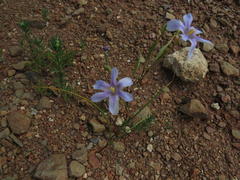 Moraea polyanthos