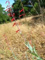 Penstemon centranthifolius