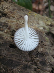 Oudemansiella australis