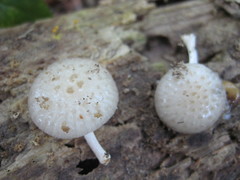 Oudemansiella australis
