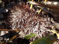Protea scolopendriifolia