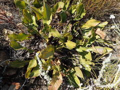 Protea scolopendriifolia
