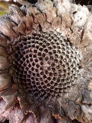 Protea scolopendriifolia