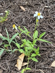 Bidens alba