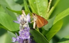 Euphyes dukesi calhouni