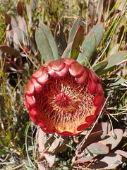 Protea effusa