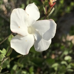 Mandevilla brachysiphon