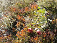 Protea effusa