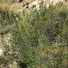 Mandevilla brachysiphon
