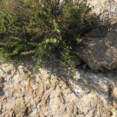 Mandevilla brachysiphon