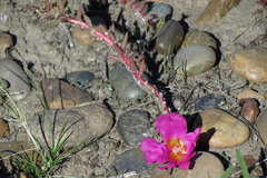 Portulaca grandiflora