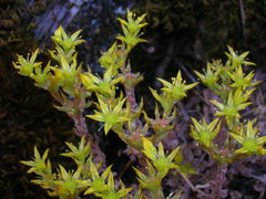 Sedum radiatum