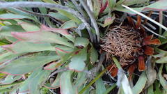 Protea laevis