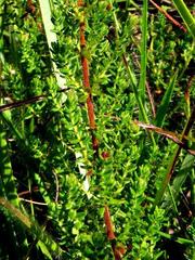 Erica woodii subsp. woodii image