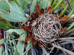 Protea laevis