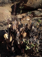 Adromischus alstonii