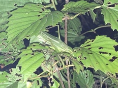 Neoconocephalus retusus