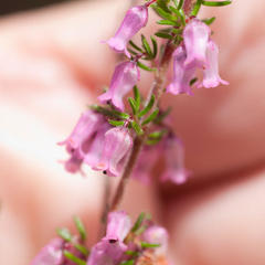 Erica intervallaris