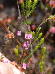 Erica intervallaris