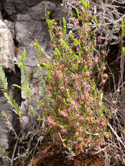 Erica intervallaris