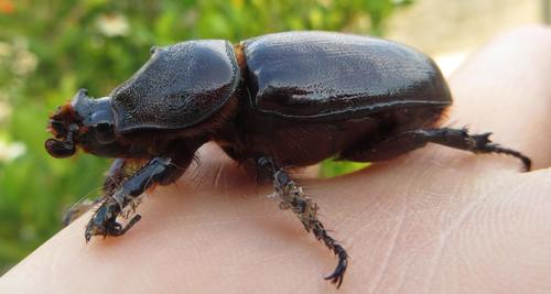 African Rhinoceros Beetle