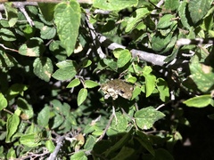 Hyla arenicolor