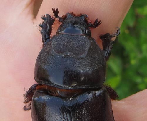 African Rhinoceros Beetle
