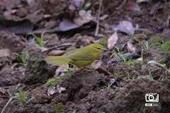 Myiothlypis flaveola