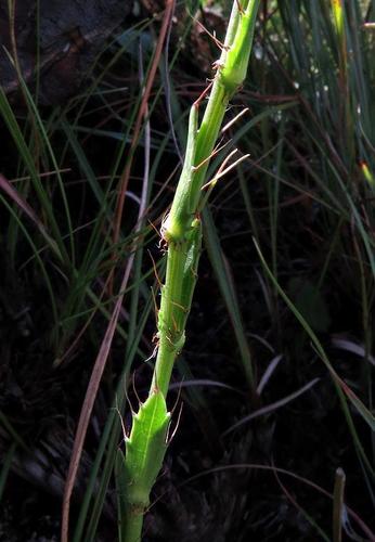 Alepidea peduncularis image