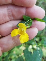 Impatiens pallida