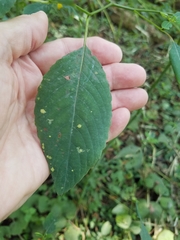 Impatiens pallida